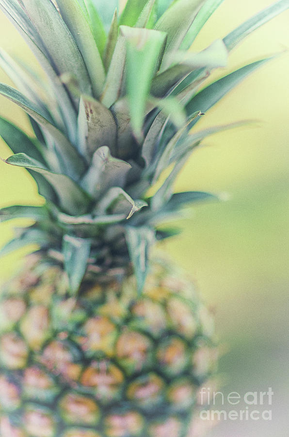 Tropical Pineapple Fruit Photograph