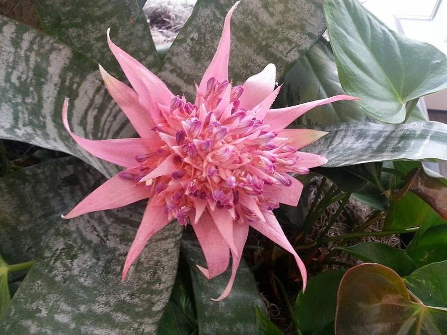 Tropical Pink Bromeliad Photograph by Charlotte Gray - Fine Art America