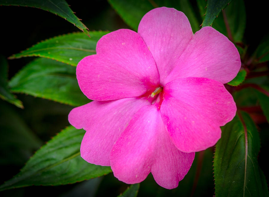 Tropical Pink Photograph by Bruce Pritchett