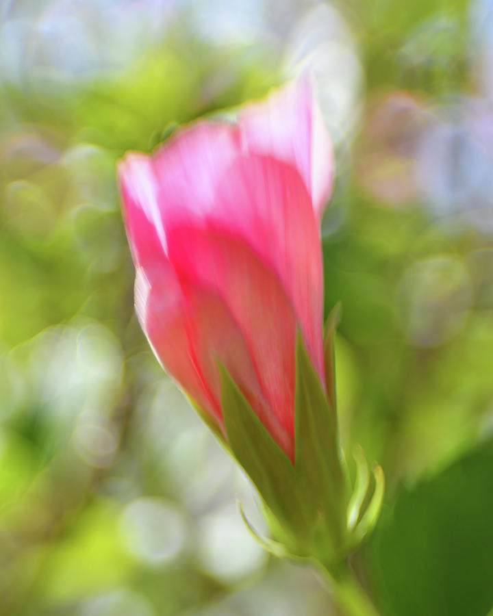 Tropical Pink Flower Photograph by Artful Imagery
