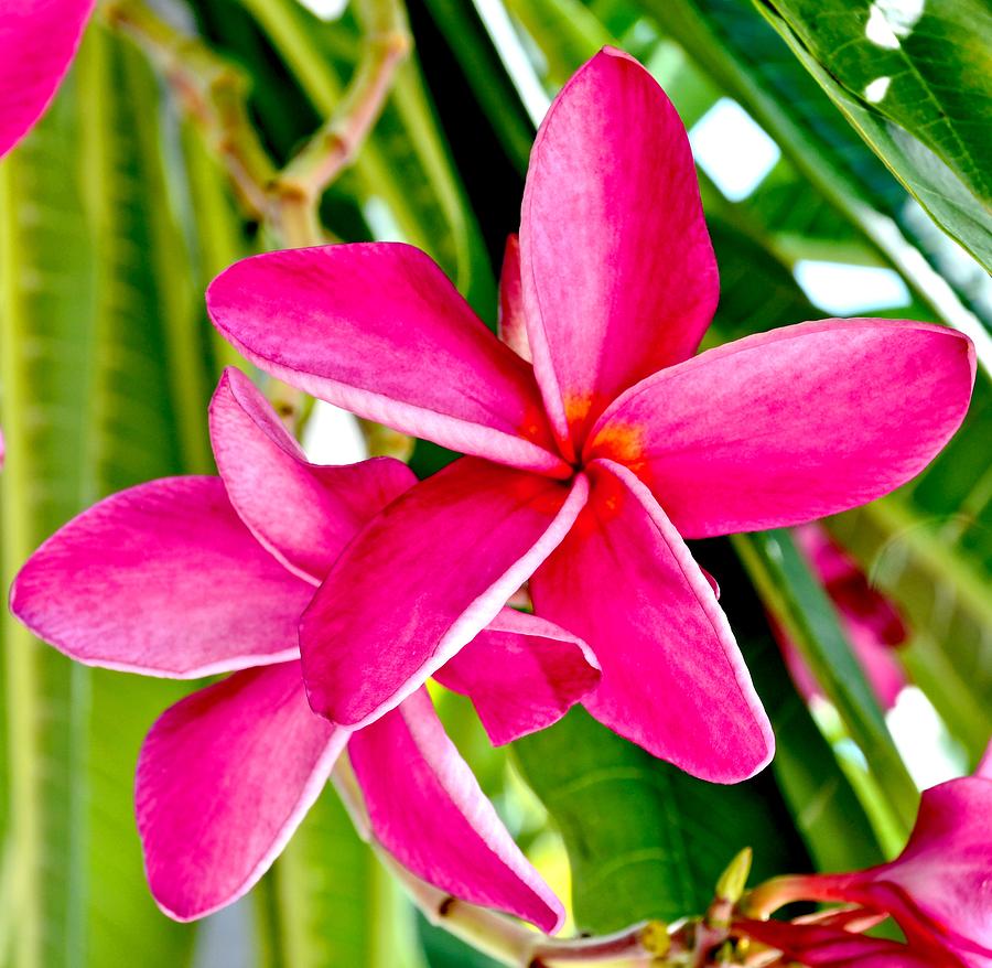 Tropical Pink Plumeria Flower Photograph by Amy McDaniel