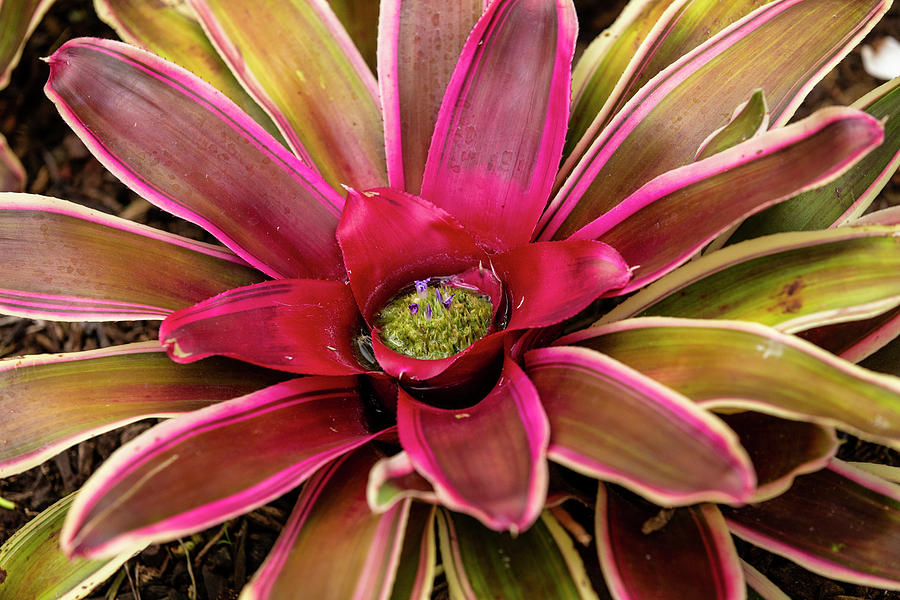 Tropical plant Photograph by Jason Hughes