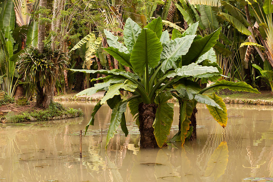 Tropical Plants in Rio de Janeiro Botanical Gardens Photograph by Aivar Mikko