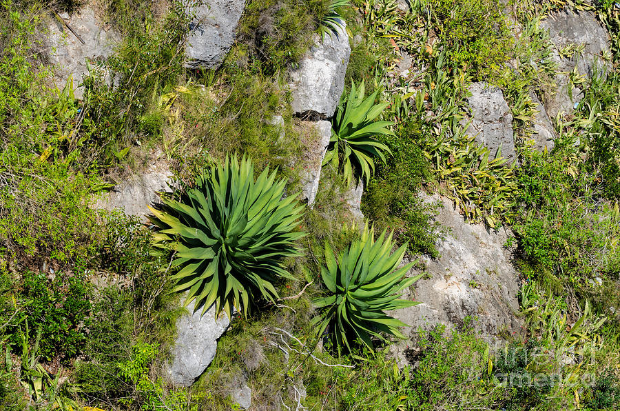 Tropical agave plants Photograph by Les Palenik
