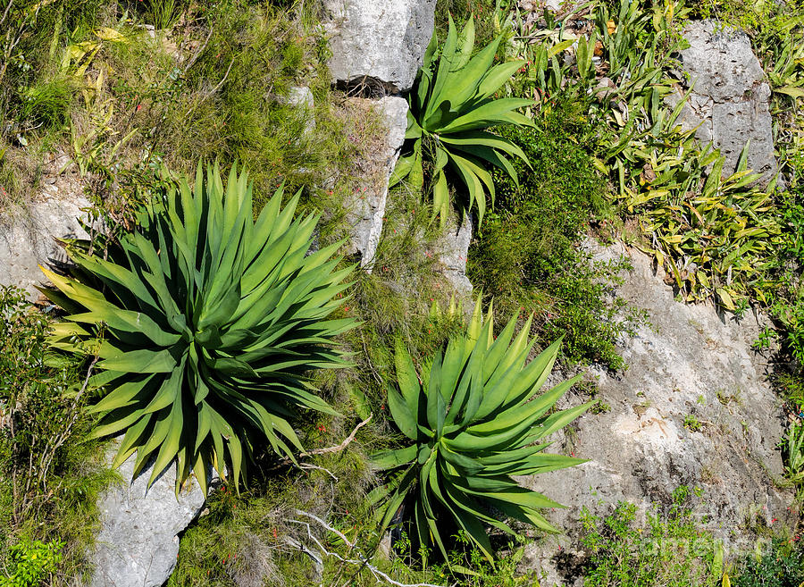 Agave plants on rocky slope Photograph by Les Palenik