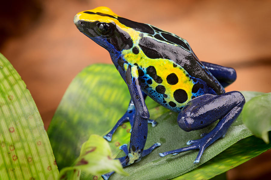 Tropical Poison Dart Frog Photograph by Dirk Ercken | Fine Art America