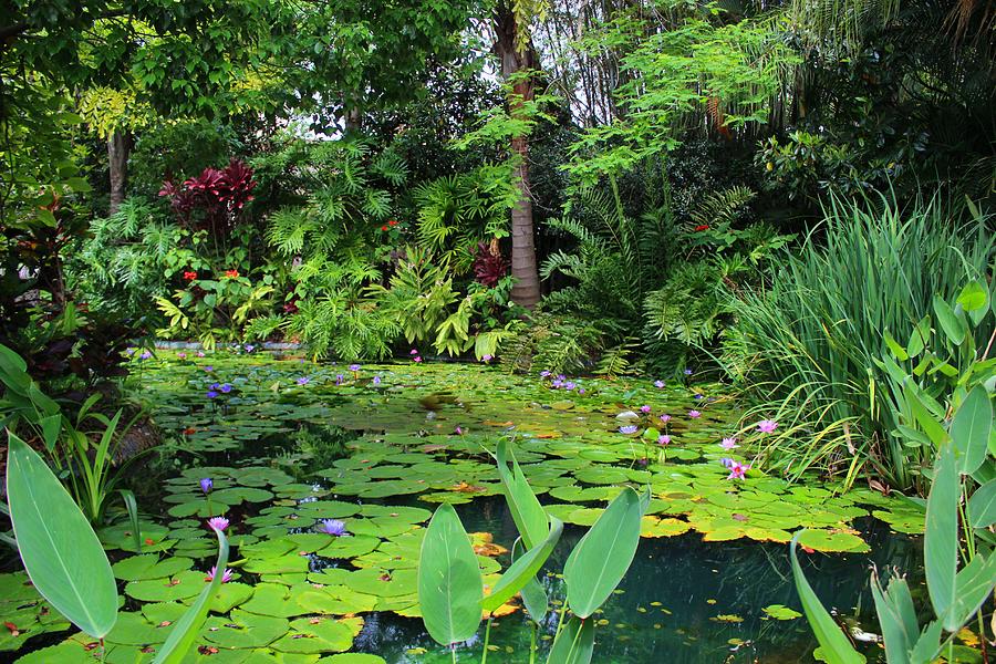 Tropical Pond #1 Photograph by Gordon Cain - Fine Art America