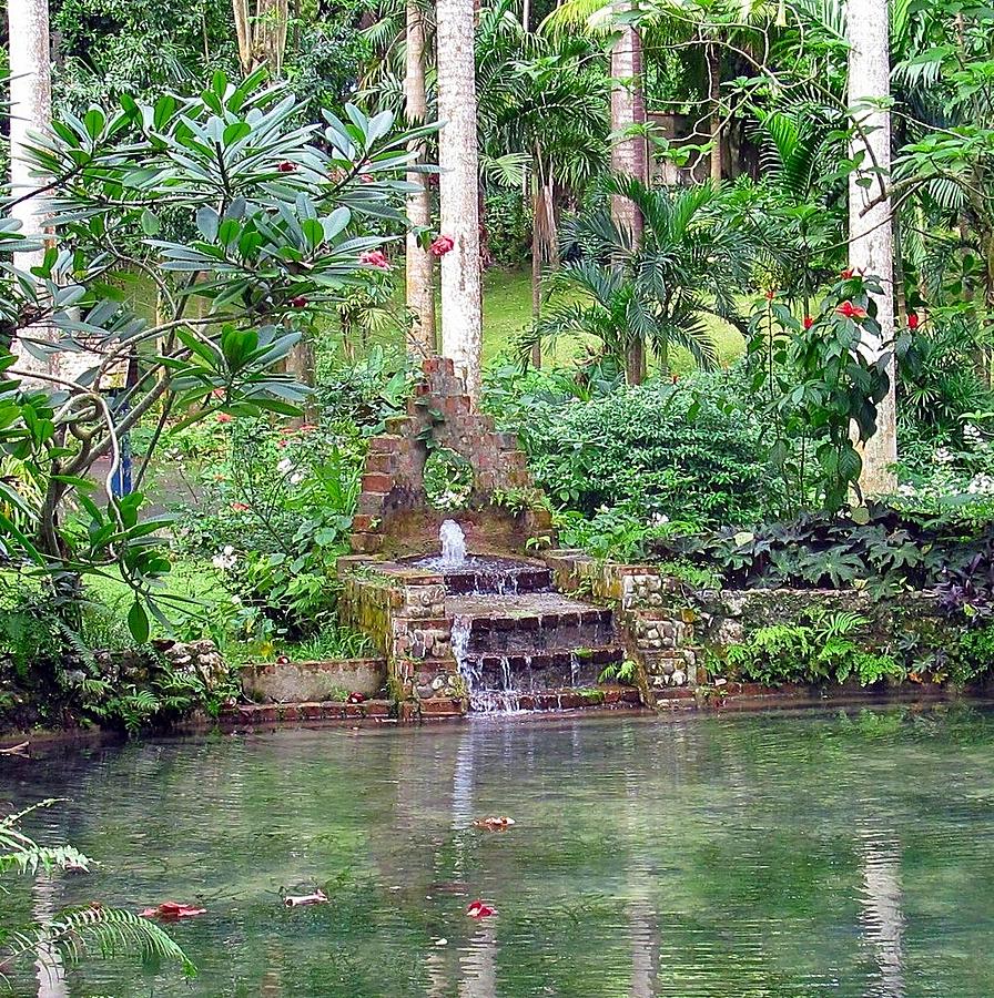 Tropical Pond Photograph by Betty Buller Whitehead