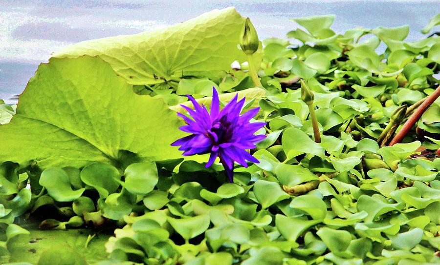 Tropical Purple Flower Photograph by Cynthia Guinn