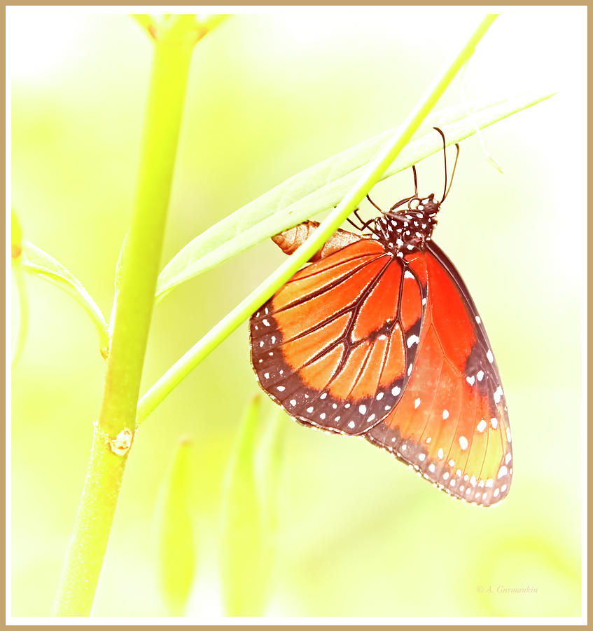 Tropical Queen Butterfly, Danaus gilippus Digital Art by A Macarthur Gurmankin