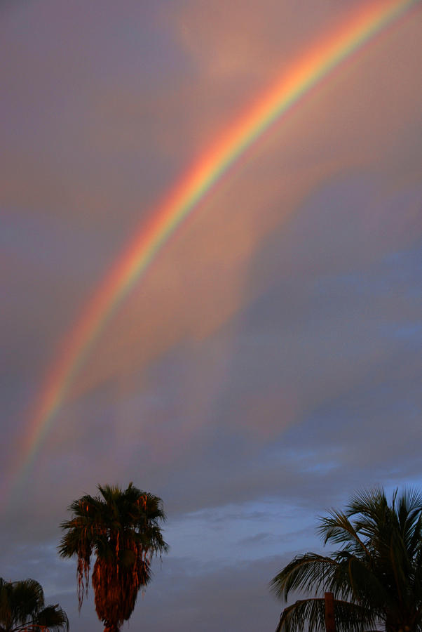 Tropical Rainbow Photograph by Susanne Van Hulst
