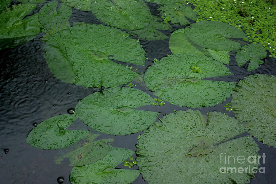 Tropical Raindrops and Water Lilly Pads Photograph by Kerryn Madsen-Pietsch