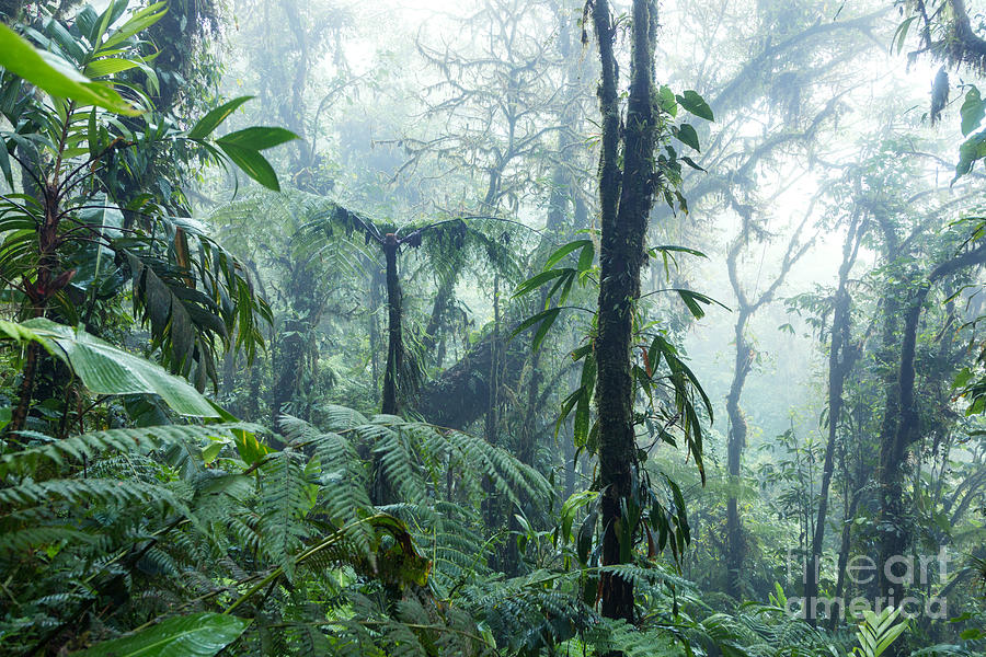 Tropical rainforest - Monteverde cloud forest - Costa Rica Photograph by Matteo Colombo