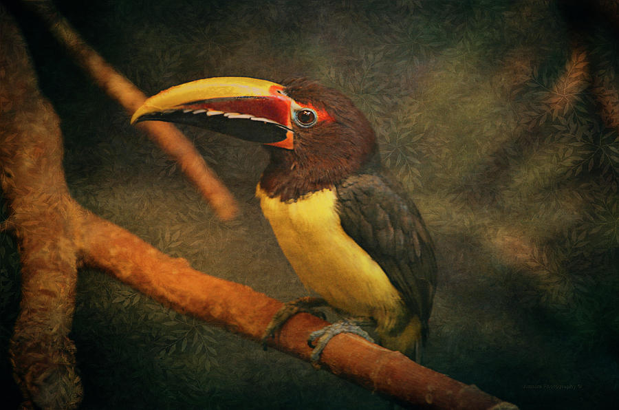 Tropical Rainforest Toucan  Photograph by Maria Angelica Maira