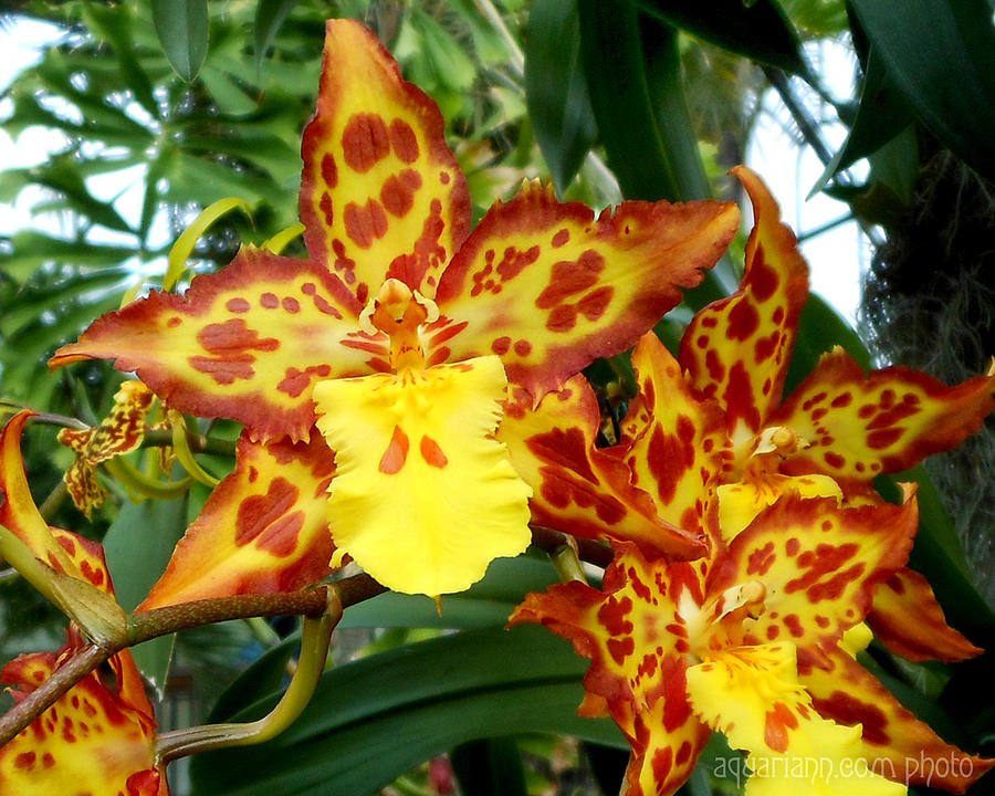 Tropical Red and Yellow Orchids Photograph by Kristin Aquariann