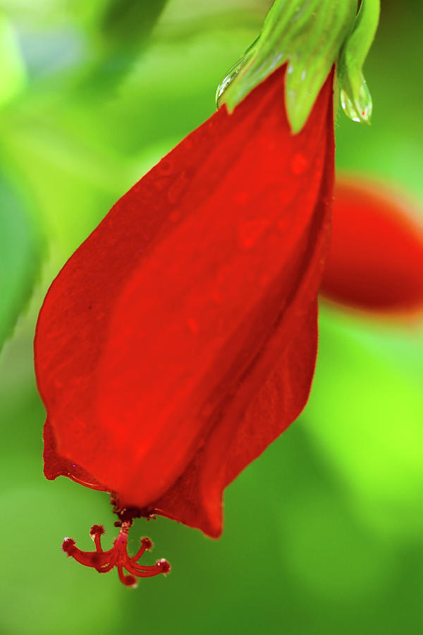 Tropical Red Bud Photograph