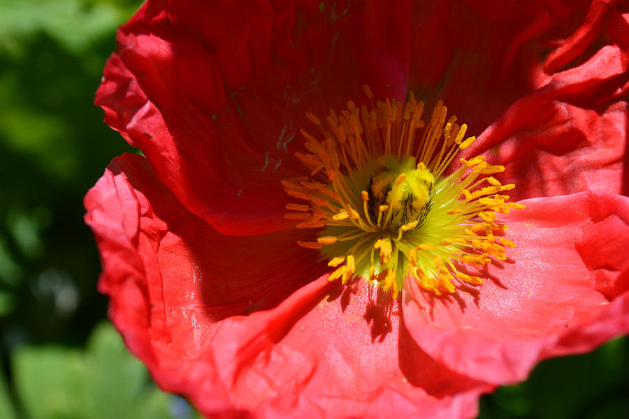 Tropical red flower Photograph by Sarah Brody - Fine Art America