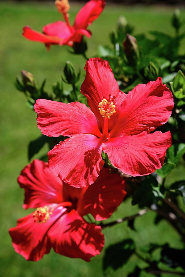 Tropical Red Hibiscus Photograph by Lynn Bauer