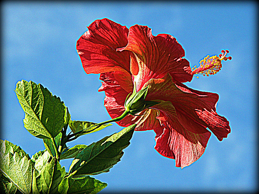 Tropical Red Hibiscus  Photograph by Rose  Hill