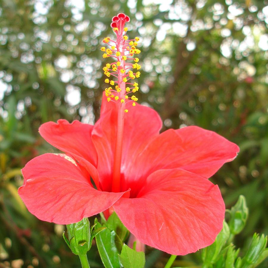 Tropical Red Hibiscus Rose Mallow Photograph by Taiche Acrylic Art