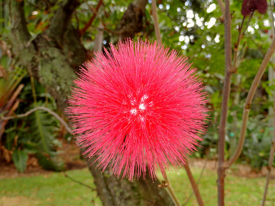 Tropical Red Puff Photograph by Robert Meyers-Lussier