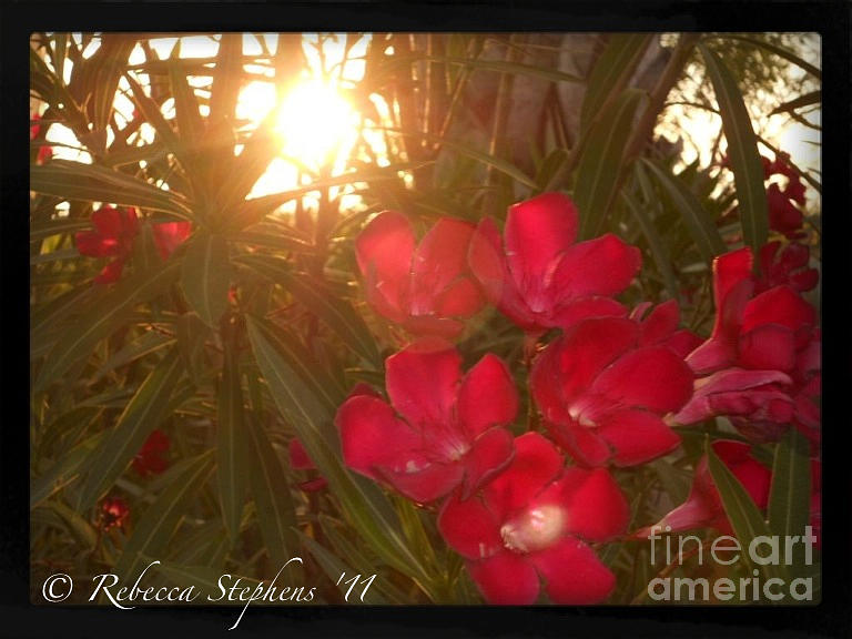 Flowers Still Life Photograph - Tropical Red by Rebecca Stephens