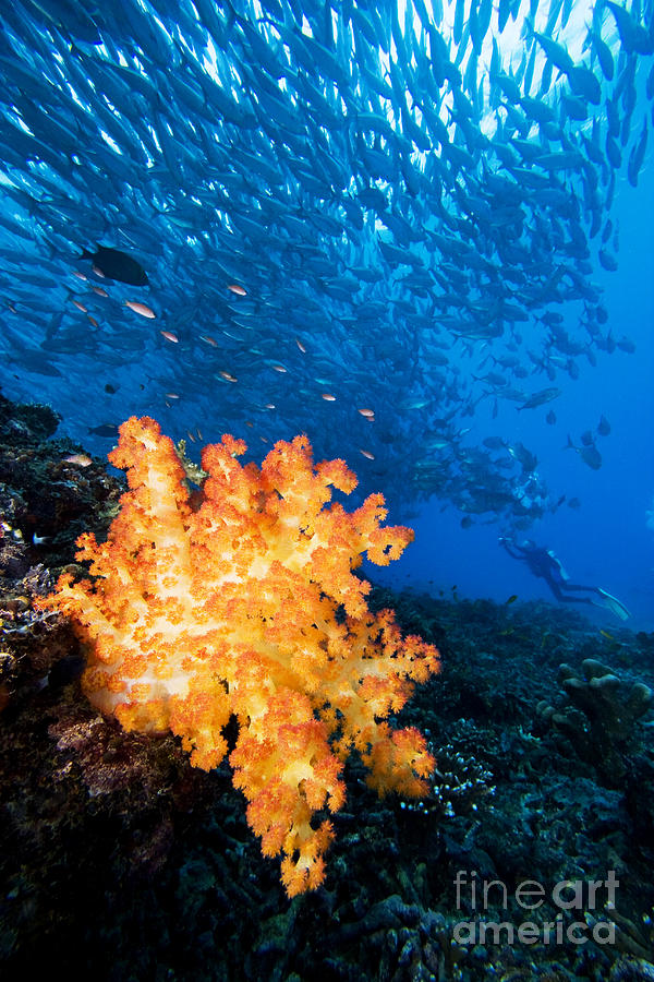 Amaze Photograph - Tropical Reef Scene by Dave Fleetham - Printscapes