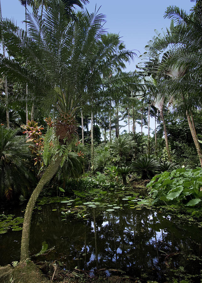 Tropical reflections Photograph by JT Alexander - Fine Art America