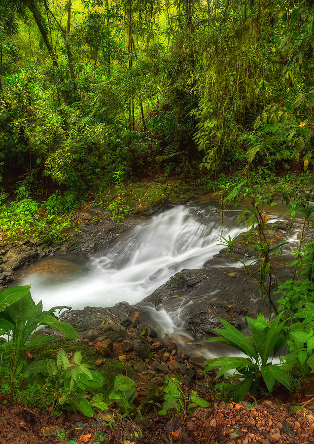 Tropical Photograph - Tropical River by Timothy Denehy