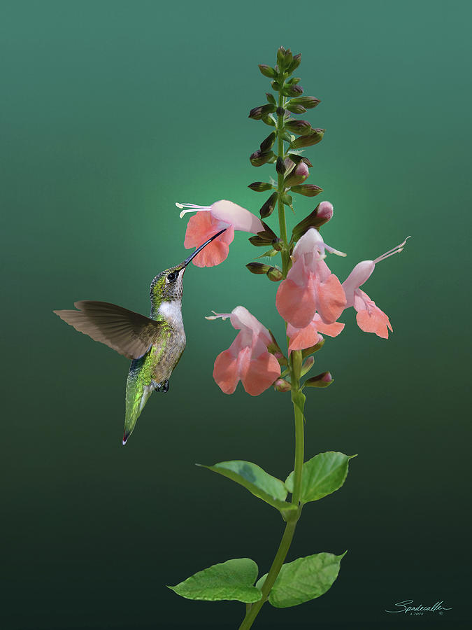 Hummingbird Digital Art - Tropical Sage And Hummingbird by M Spadecaller