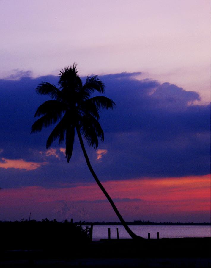Tropical Sky Photograph by Florene Welebny