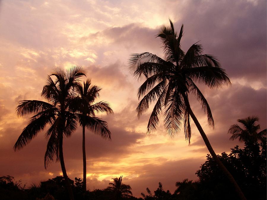 Tropical Splendor I Photograph by Florene Welebny