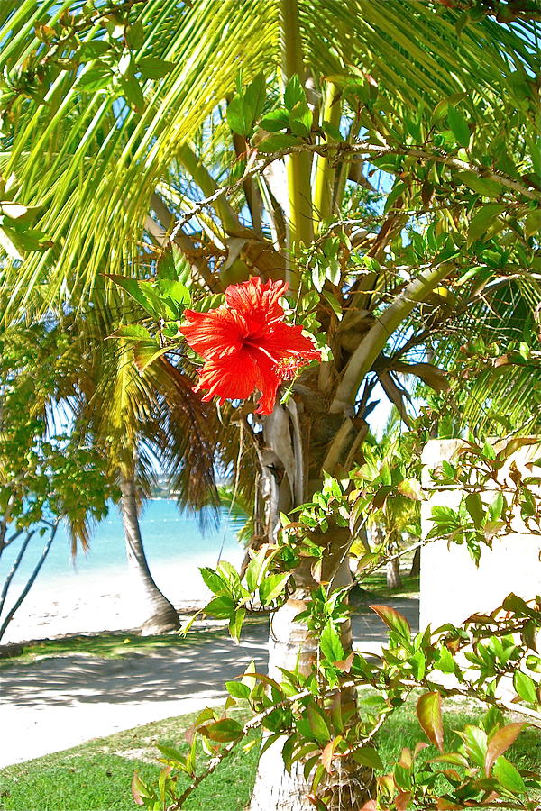 Tropical Spring flower Photograph by Felix Zapata - Fine Art America