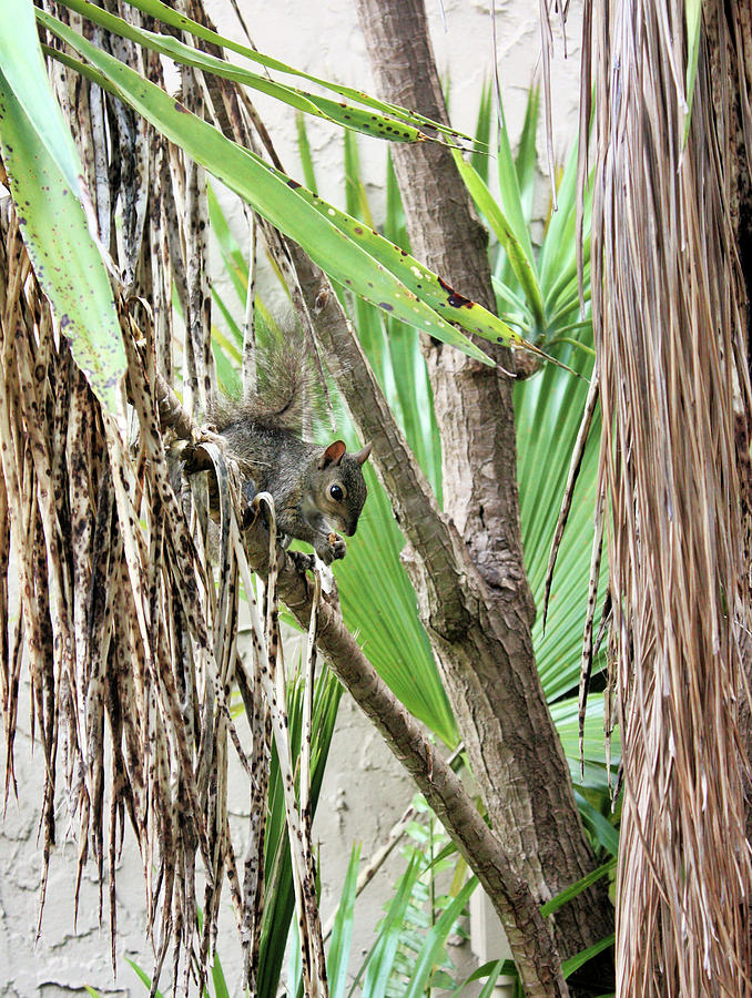 Tropical Squirrel Photograph