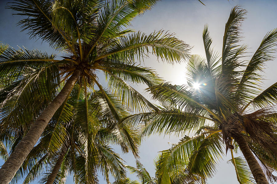 Tropical Sun Photograph by James BO Insogna