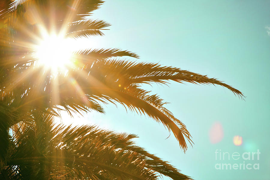Tropical Sun Palm Tree Photograph