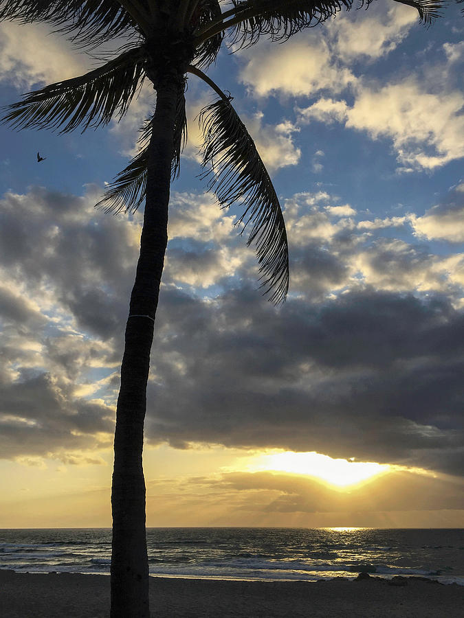 Tropical Sunrise Photograph by Arlene Carmel