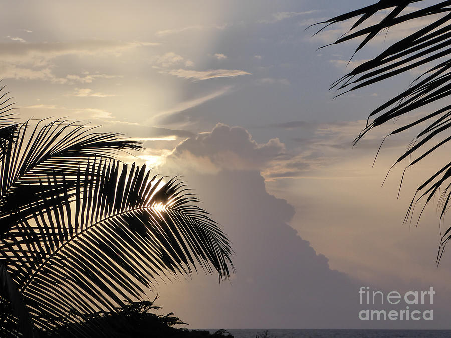 Tropical sunrise Photograph by Margaret Brooks