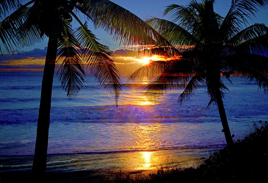 Tropical Sunrise Silhouettes Photograph by Lynn Bauer