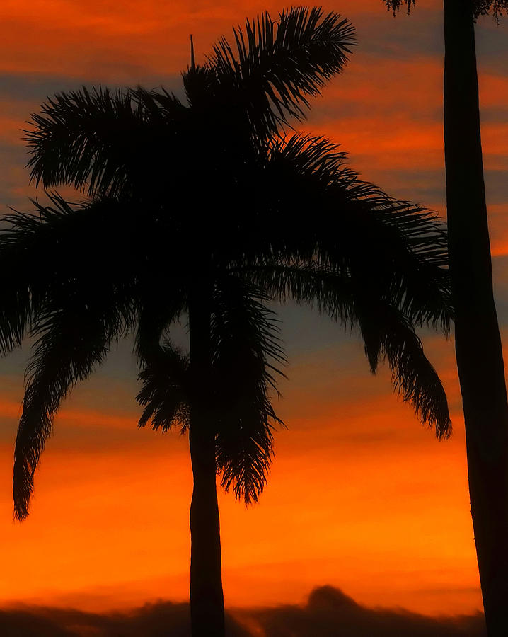 Tropical sunset cut one Photograph by David Lee Thompson
