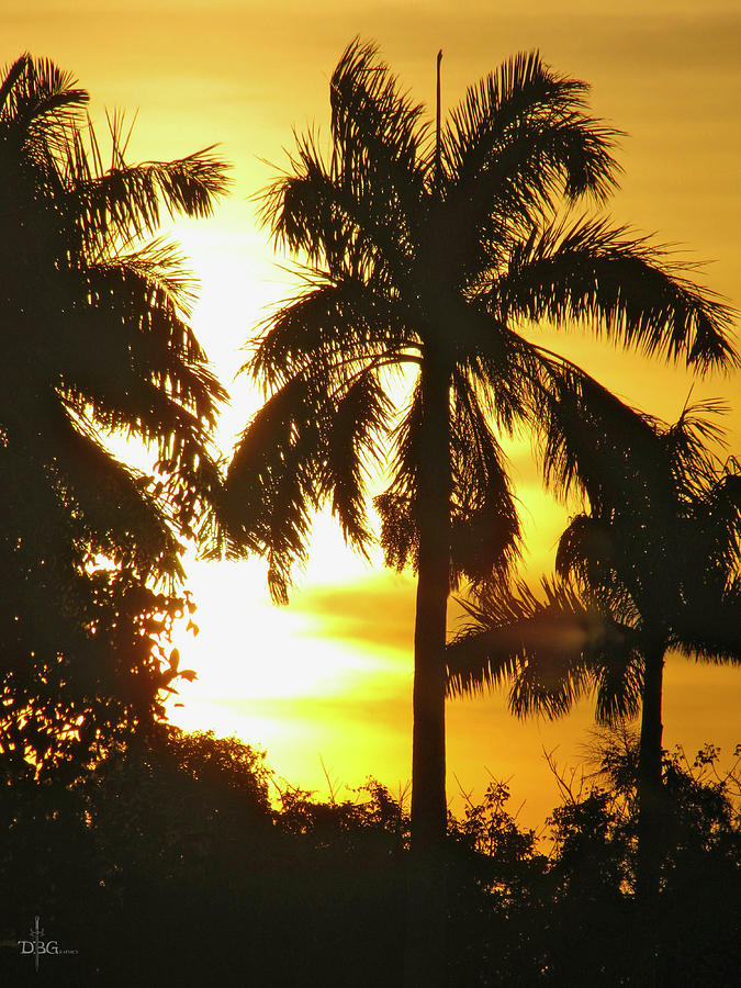 Tropical Sunset Palm Photograph by David Bader