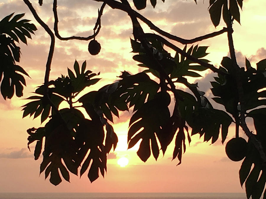 Tropical Sunset Silhouette Photograph by Karen Nicholson