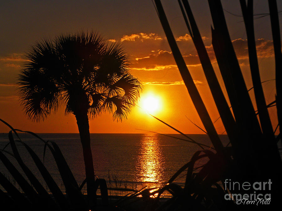 Tropical Sunset Photograph by Terri Mills