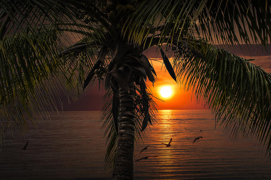 Tropical Sunset with Palm Tree and Gulls Photograph by Randall Nyhof