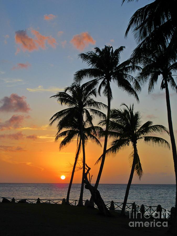 Sunset Photograph - Tropical Sunset with Palm Tree Silhouettes by Crystal Loppie