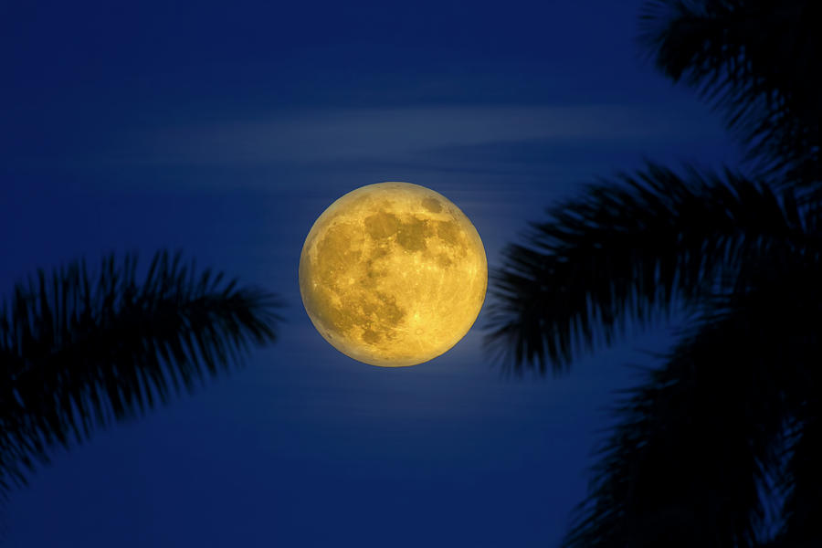 Tropical Supermoon Photograph by Mark Andrew Thomas
