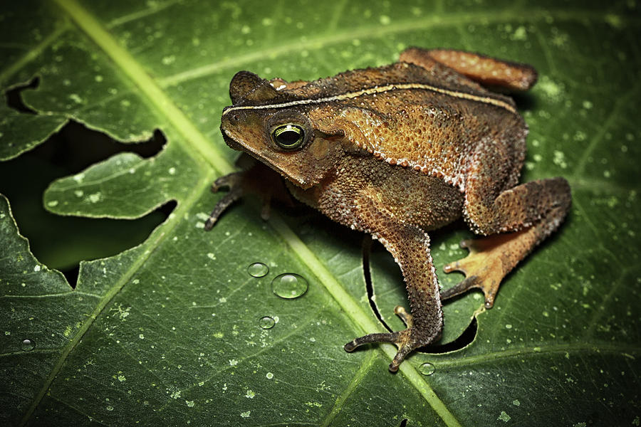 tropical toad from Amazon rain forest Photograph by Dirk Ercken