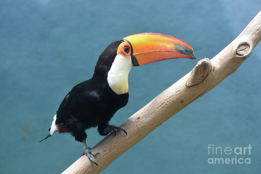 Tropical Toucan Bird Balanced on a Wood Perch Photograph by DejaVu Designs