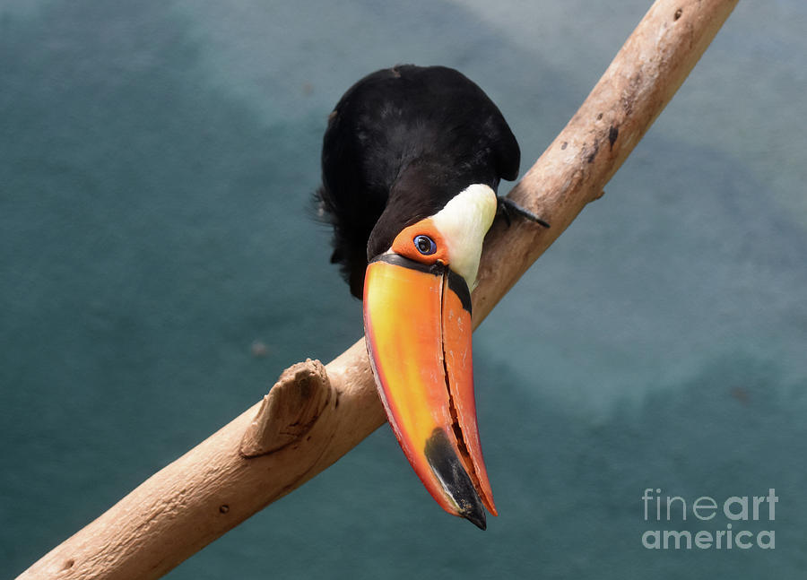 Tropical Toucan Bird with a Bright Orange Bill Photograph by DejaVu Designs