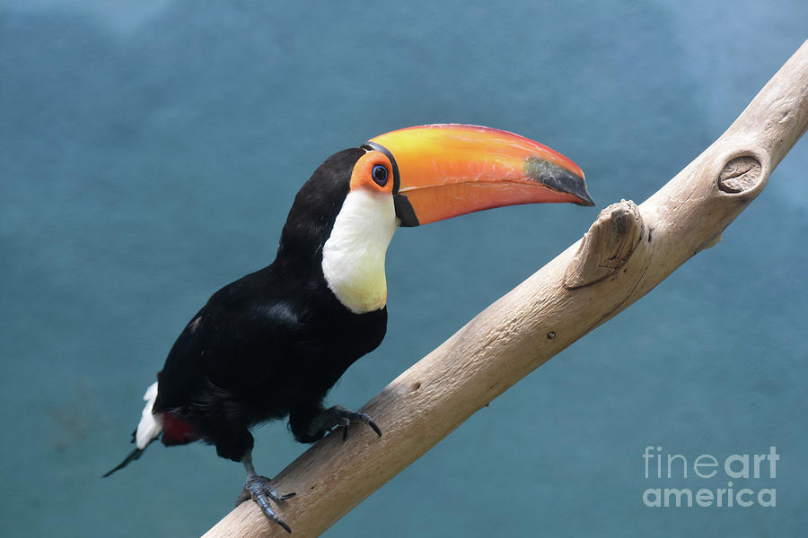 Tropical Toucan With an Oversized Orange Beak Photograph by DejaVu Designs